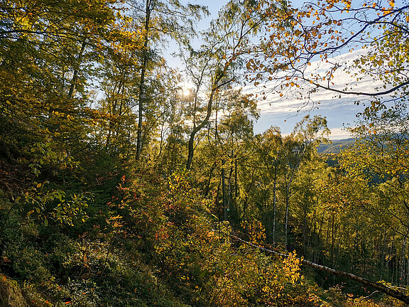 Bergabhang im Herbst in der Saechsischen Schweiz